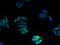 Neuronal membrane glycoprotein M6-b antibody, A64670-100, Epigentek, Immunofluorescence image 