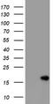 CD99 Molecule (Xg Blood Group) antibody, TA800980, Origene, Western Blot image 