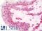 Class A basic helix-loop-helix protein 15 antibody, LS-B10140, Lifespan Biosciences, Immunohistochemistry paraffin image 
