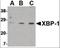 X-box-binding protein 1 antibody, NB100-80861, Novus Biologicals, Western Blot image 
