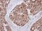 Mitochondrial Ribosomal Protein L12 antibody, GTX114731, GeneTex, Immunohistochemistry paraffin image 