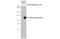 Leucine Rich Repeat Containing G Protein-Coupled Receptor 5 antibody, GTX631935, GeneTex, Western Blot image 