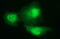 Proteasomal ATPase Associated Factor 1 antibody, M12843, Boster Biological Technology, Immunofluorescence image 