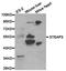 CD209 Molecule antibody, orb136879, Biorbyt, Western Blot image 