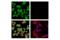 Growth Factor Receptor Bound Protein 7 antibody, 76518S, Cell Signaling Technology, Immunofluorescence image 