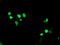 ERCC Excision Repair 4, Endonuclease Catalytic Subunit antibody, TA503262, Origene, Immunofluorescence image 