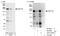 Centrosomal Protein 170 antibody, A301-024A, Bethyl Labs, Western Blot image 