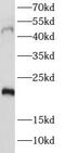 Prostaglandin E Receptor 4 antibody, FNab10018, FineTest, Western Blot image 