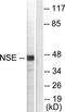Enolase 2 antibody, TA311937, Origene, Western Blot image 