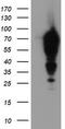 Epsin 2 antibody, TA504295S, Origene, Western Blot image 