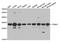 Proteasome Subunit Alpha 1 antibody, orb167182, Biorbyt, Western Blot image 