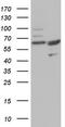 CASP8 And FADD Like Apoptosis Regulator antibody, TA804552, Origene, Western Blot image 