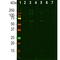 39C7-a Panspecific Nuclear Pore Complex Marker antibody, NBP1-05390, Novus Biologicals, Western Blot image 