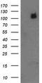 Phosphodiesterase 2A antibody, CF502354, Origene, Western Blot image 