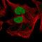 POU Class 3 Homeobox 1 antibody, HPA073824, Atlas Antibodies, Immunofluorescence image 