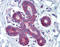 Angiopoietin Like 1 antibody, orb77076, Biorbyt, Immunohistochemistry paraffin image 