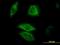 Dual Specificity Phosphatase 6 antibody, orb89583, Biorbyt, Immunofluorescence image 