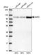 Methionyl-TRNA Synthetase antibody, HPA004125, Atlas Antibodies, Western Blot image 
