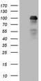 Mediator Complex Subunit 15 antibody, TA807882S, Origene, Western Blot image 