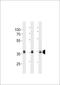 Ubiquitin C-Terminal Hydrolase L5 antibody, LS-C204022, Lifespan Biosciences, Western Blot image 