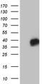 IGB antibody, TA810481, Origene, Western Blot image 