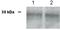 UbiA Prenyltransferase Domain Containing 1 antibody, PA1-46133, Invitrogen Antibodies, Western Blot image 