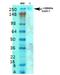 Calcium Voltage-Gated Channel Subunit Alpha1 G antibody, NBP2-59322, Novus Biologicals, Western Blot image 