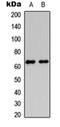 FAST Kinase Domains 5 antibody, orb234841, Biorbyt, Western Blot image 