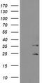 Metabolism Of Cobalamin Associated C antibody, TA504939, Origene, Western Blot image 