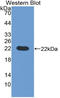 Prepronociceptin antibody, LS-C299232, Lifespan Biosciences, Western Blot image 
