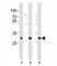 Superoxide Dismutase 3 antibody, F52953-0.4ML, NSJ Bioreagents, Western Blot image 