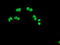 Lysyl Oxidase antibody, TA500870, Origene, Immunofluorescence image 
