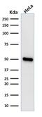 HNF-3A antibody, GTX34739, GeneTex, Western Blot image 