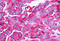 Trace Amine Associated Receptor 6 antibody, MBS247470, MyBioSource, Immunohistochemistry frozen image 