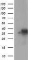 Fumarylacetoacetate Hydrolase Domain Containing 2A antibody, TA500947, Origene, Western Blot image 
