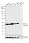 DT-diaphorase antibody, MA1-16672, Invitrogen Antibodies, Western Blot image 