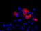 Sonic hedgehog protein antibody, TA500040, Origene, Immunofluorescence image 