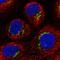 Protein FAM3C antibody, HPA050548, Atlas Antibodies, Immunocytochemistry image 