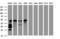 Jun Proto-Oncogene, AP-1 Transcription Factor Subunit antibody, LS-C337007, Lifespan Biosciences, Western Blot image 