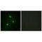 T-Box 1 antibody, A02871, Boster Biological Technology, Immunofluorescence image 