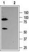 Potassium Voltage-Gated Channel Subfamily Q Member 3 antibody, TA328950, Origene, Western Blot image 