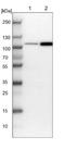 FCH and double SH3 domains protein 2 antibody, NBP1-81479, Novus Biologicals, Western Blot image 