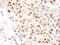 Replication Protein A2 antibody, NB100-332, Novus Biologicals, Immunohistochemistry frozen image 