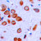 Lymphotoxin Beta antibody, LS-C356159, Lifespan Biosciences, Immunohistochemistry frozen image 