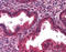 Decorin antibody, AP07546PU-N, Origene, Immunohistochemistry frozen image 