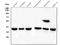 Peptidyl-prolyl cis-trans isomerase D antibody, M02424, Boster Biological Technology, Western Blot image 