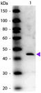 ADA1 antibody, R1046PS, Origene, Western Blot image 