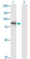 Protein phosphatase Slingshot homolog 3 antibody, LS-C133770, Lifespan Biosciences, Western Blot image 