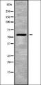 Cell Division Cycle 14B antibody, orb336306, Biorbyt, Western Blot image 