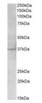 Serine/threonine-protein kinase PLK5 antibody, orb99071, Biorbyt, Western Blot image 